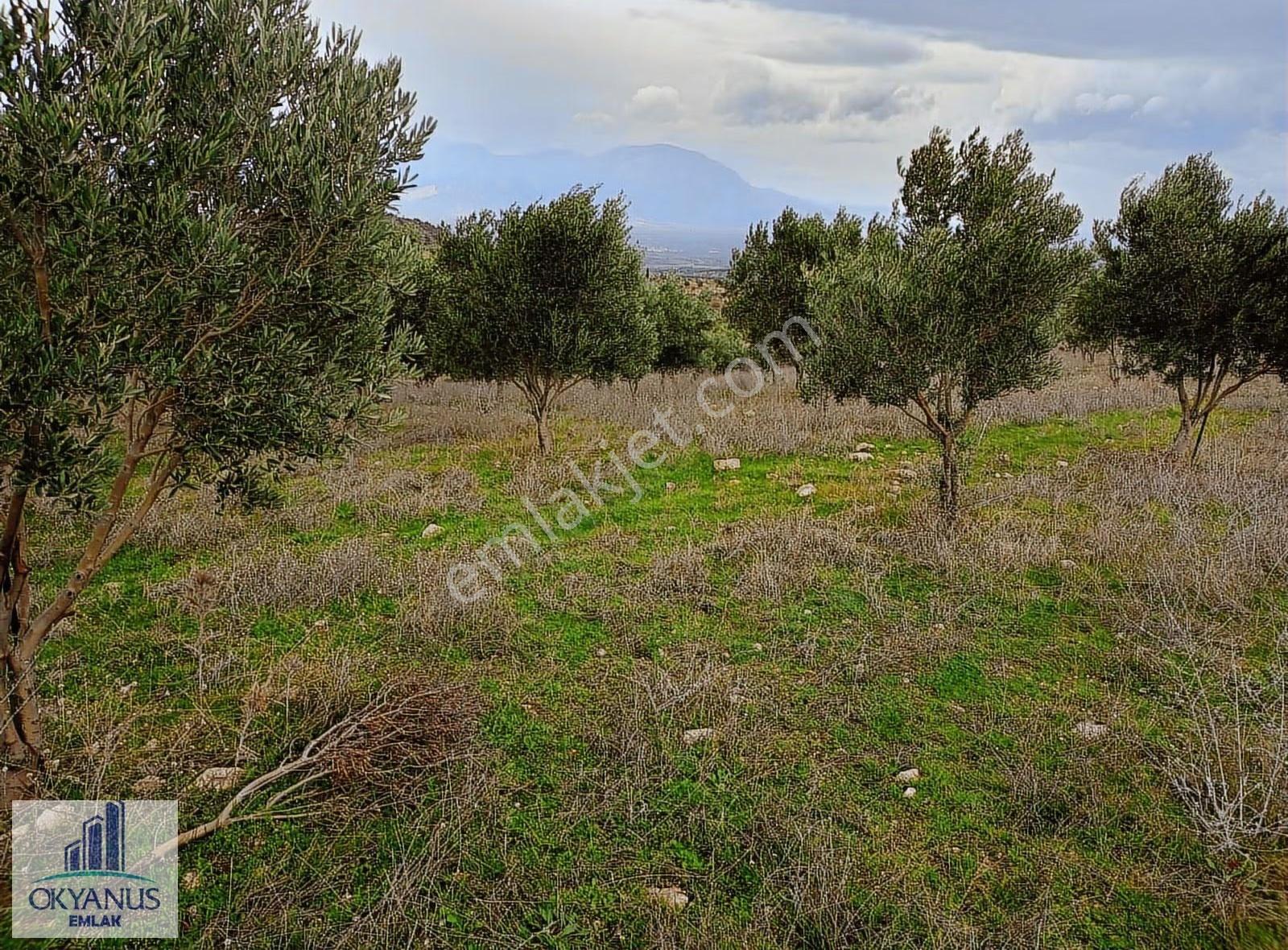 Gümülceli De 13.700 M2 Zeytinlik, Yolu Var - Görsel 21