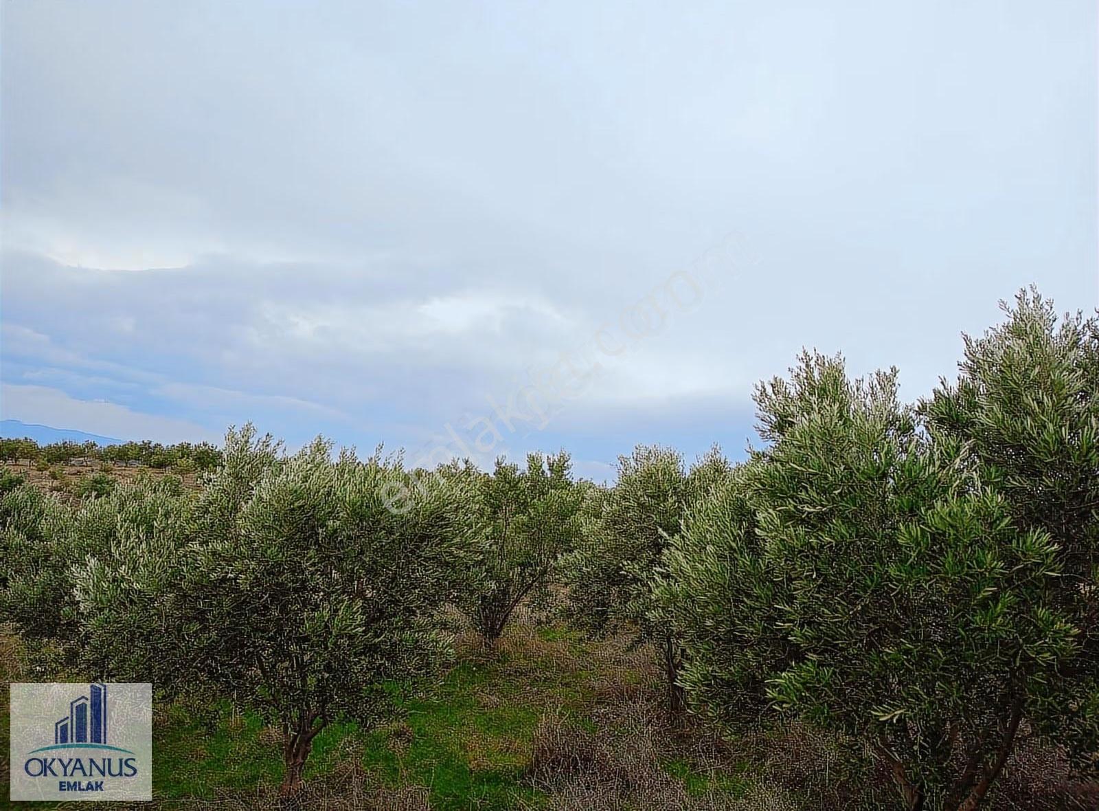 Gümülceli De 13.700 M2 Zeytinlik, Yolu Var - Görsel 11