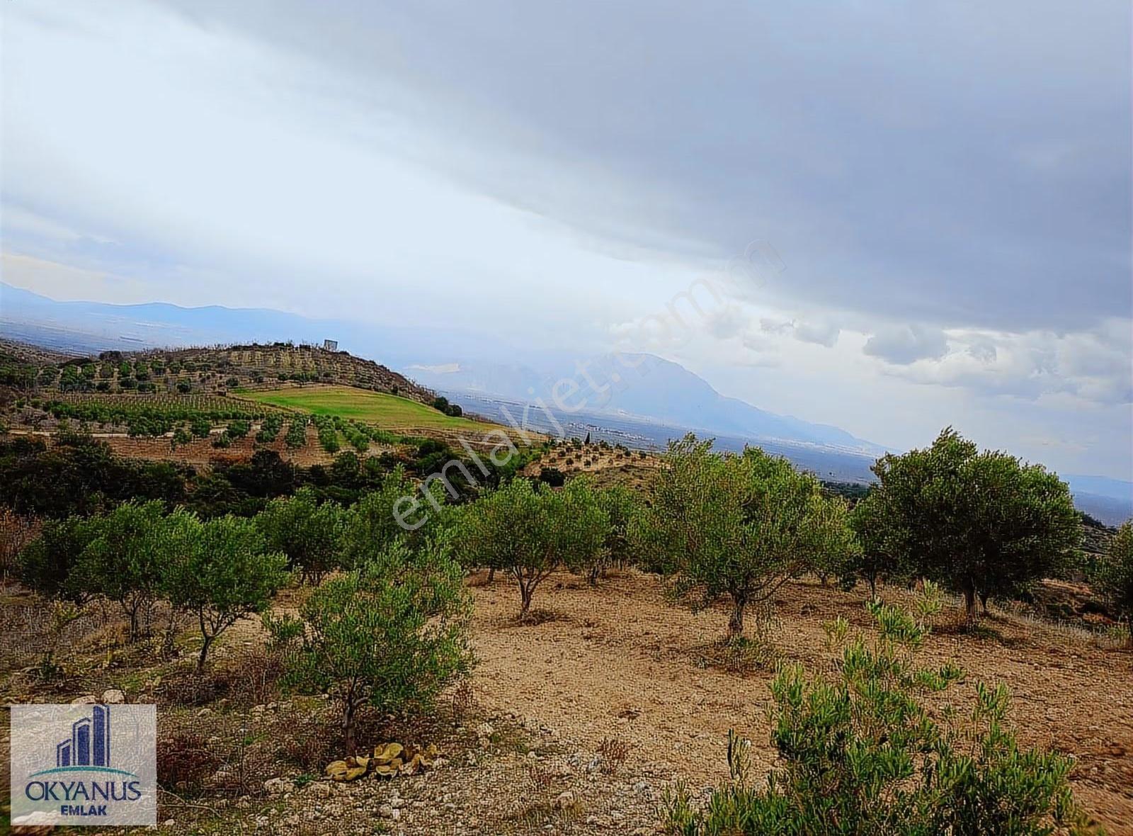 Gümülceli De 13.700 M2 Zeytinlik, Yolu Var - Görsel 14