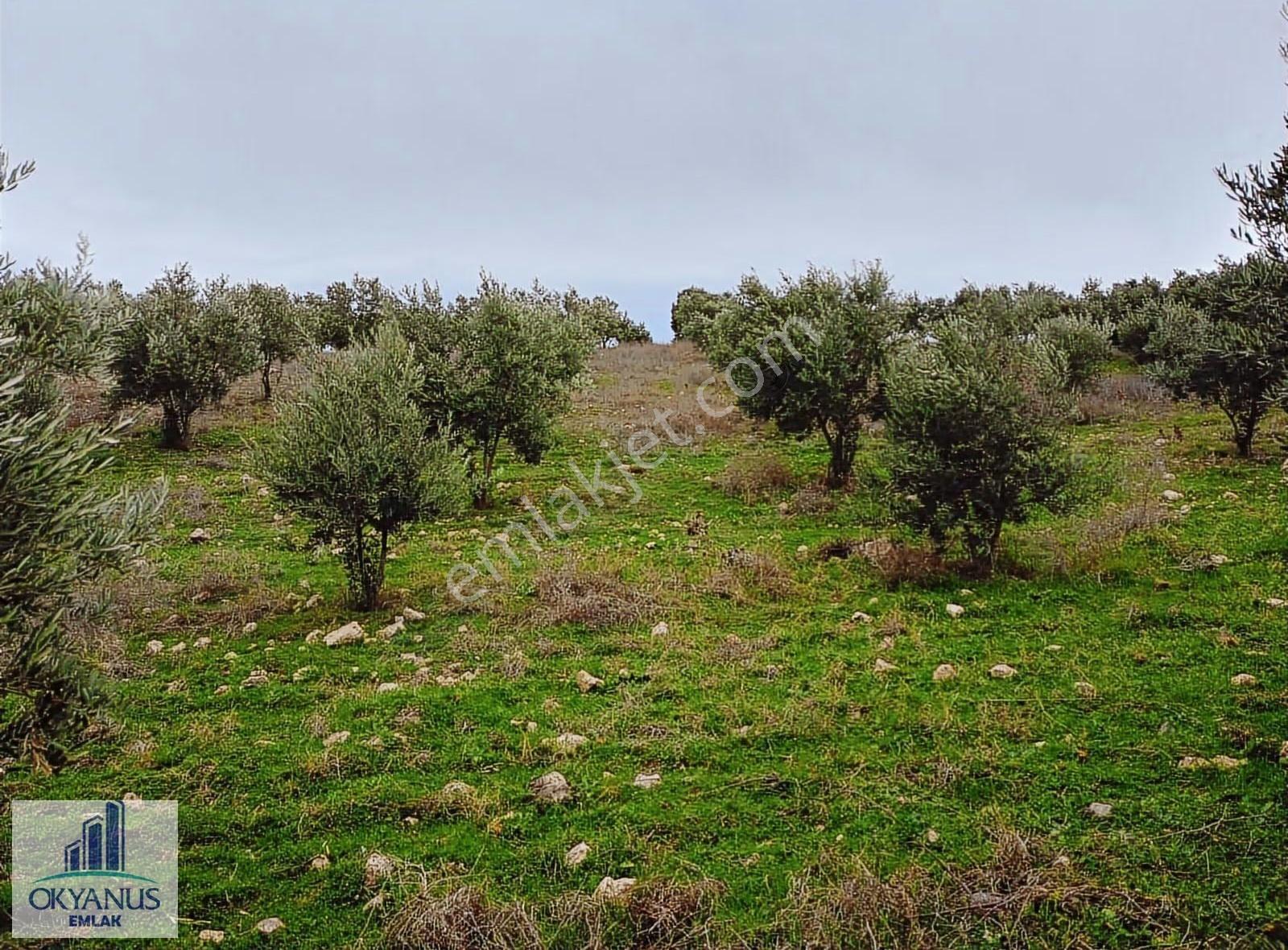Gümülceli De 13.700 M2 Zeytinlik, Yolu Var - Görsel 28