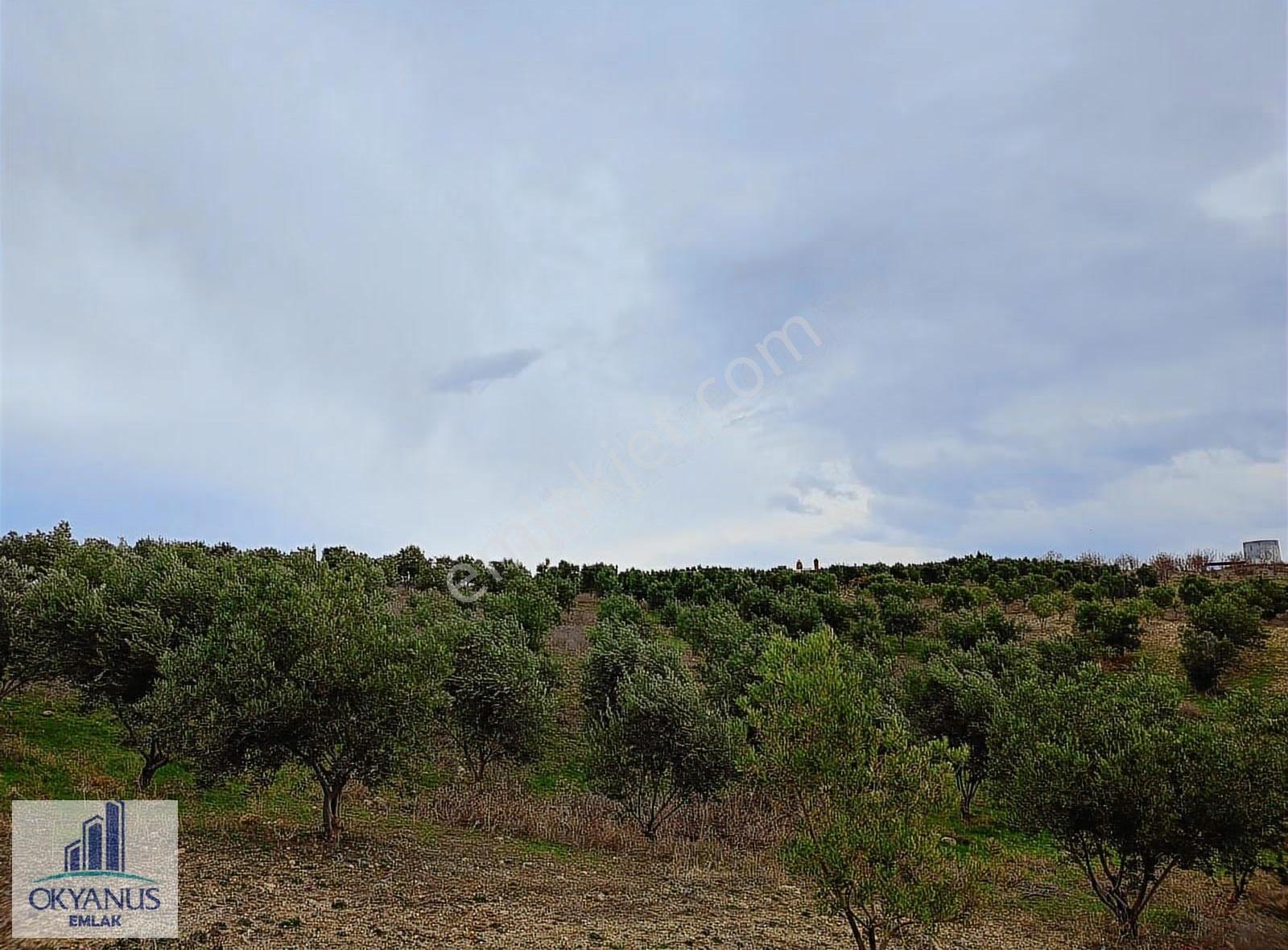 Gümülceli De 13.700 M2 Zeytinlik, Yolu Var - Görsel 13
