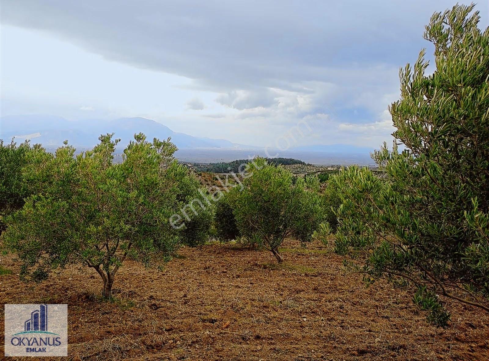 Gümülceli De 13.700 M2 Zeytinlik, Yolu Var - Görsel 17
