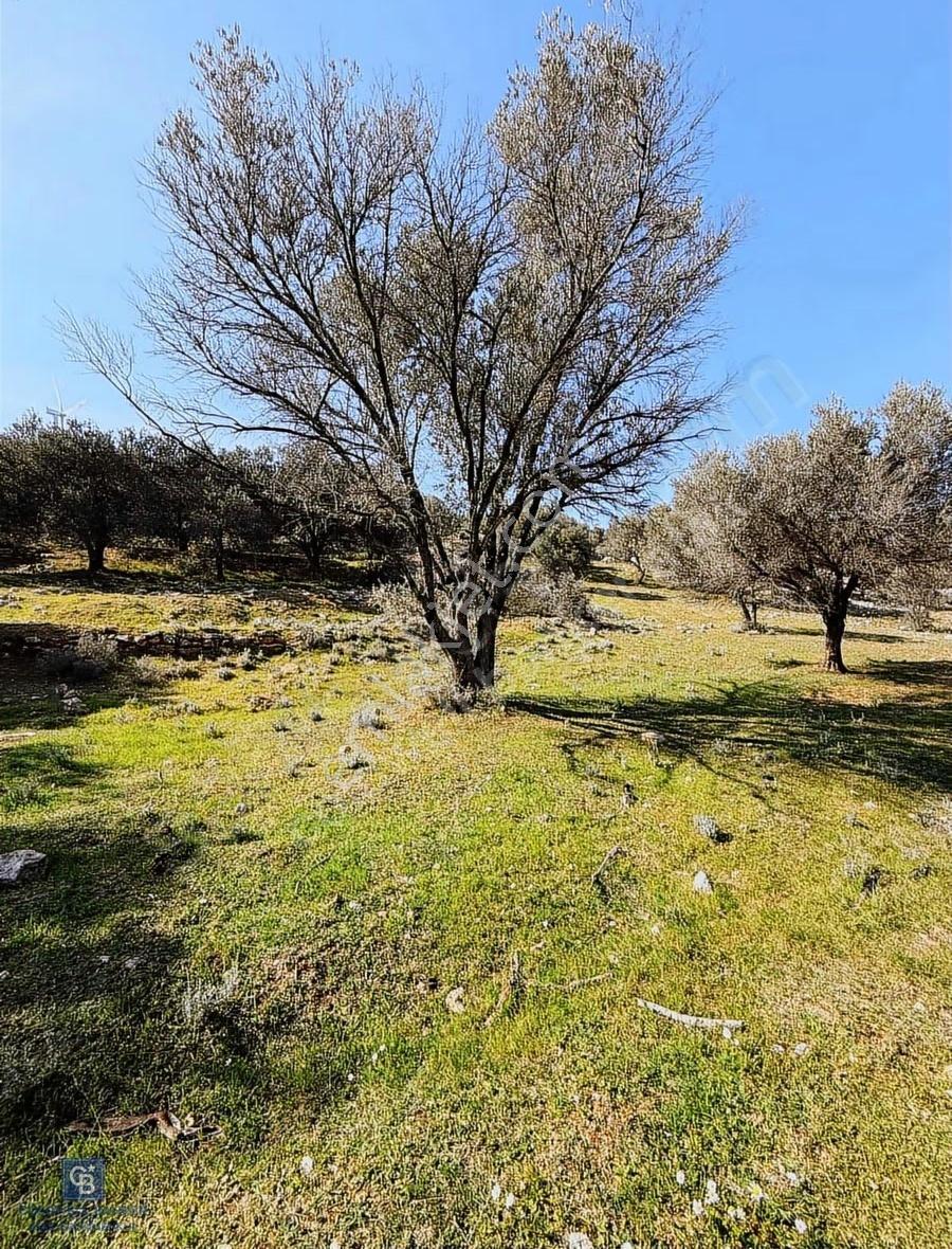 Deniz Ve Doğa Manzaralı Muhteşem Arazi - Görsel 9