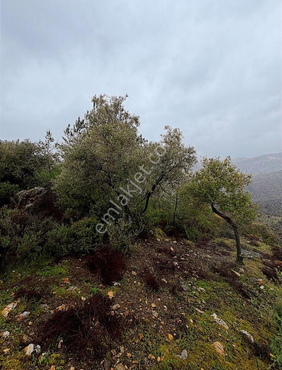 My - Kargıcak'da 16.722m2 Bereketli Ve Yatırımlık Zeytinlikler - Görsel 10