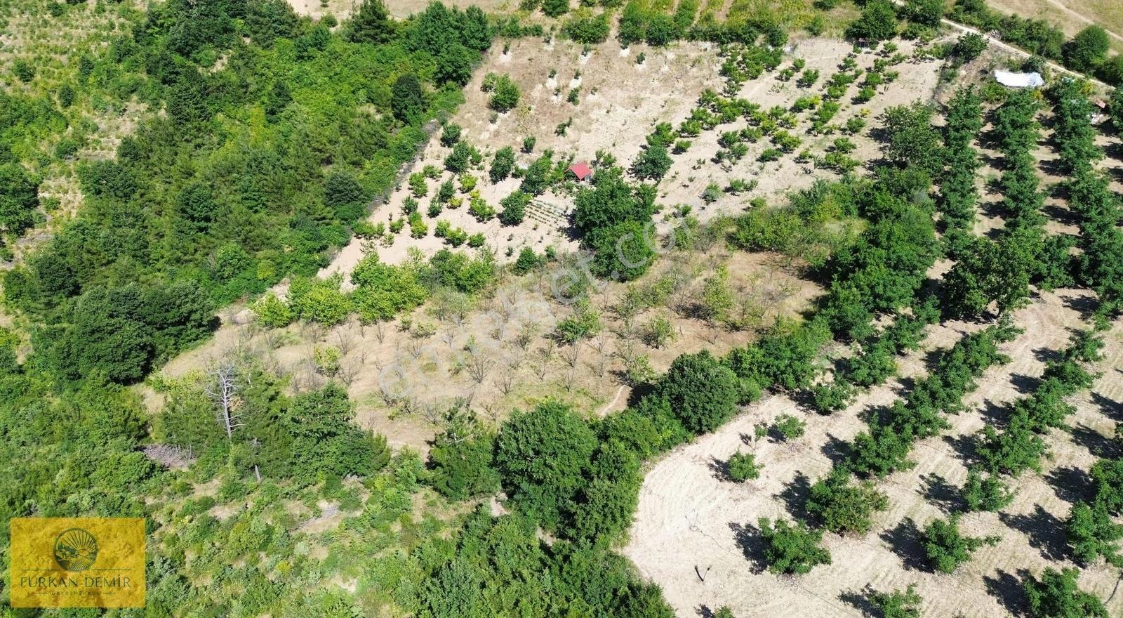 Furkan Demir'den Karamürsel Çamdibi 5900 M2 Satılık Fırsat Bahçe - Görsel 8