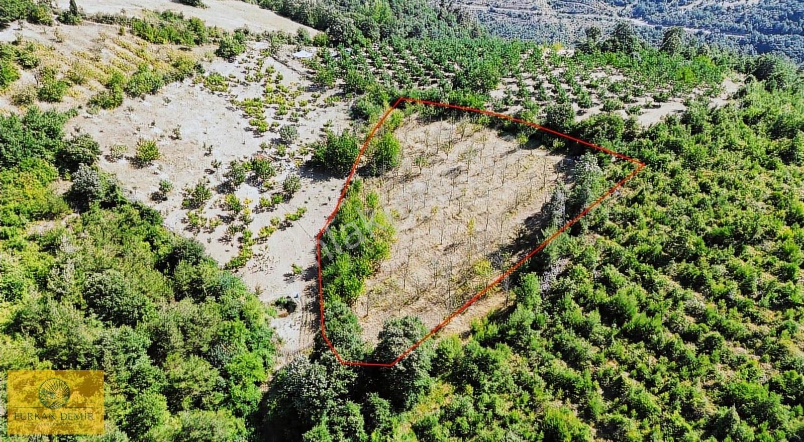 Furkan Demir'den Karamürsel Çamdibi 5900 M2 Satılık Fırsat Bahçe - Görsel 5