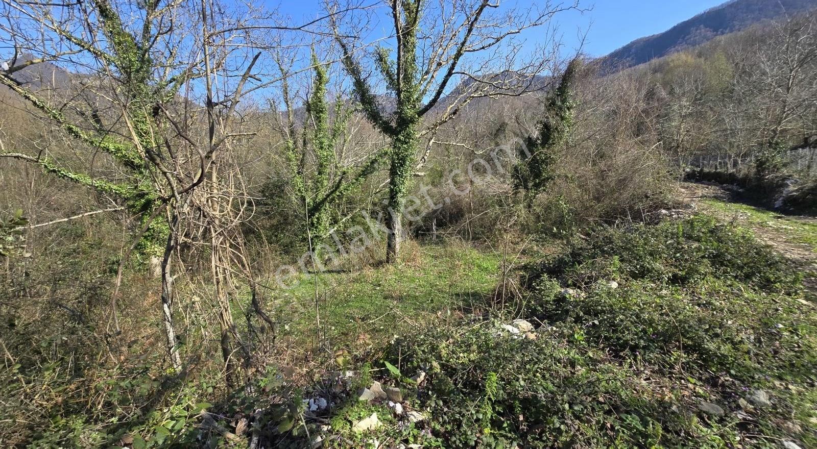Cide İlkim Emlak'tan Satılık Hobi Bahçesine Uygun Tarla - Görsel 17