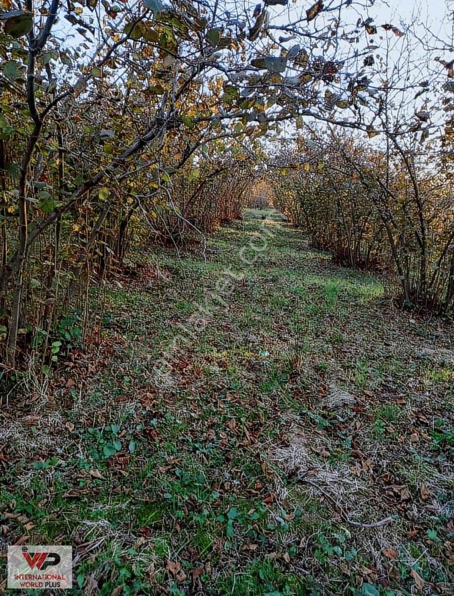 Sakarya Kaynarca Büyükyanık Da Satılık 940 M2 Arsa - Görsel 10