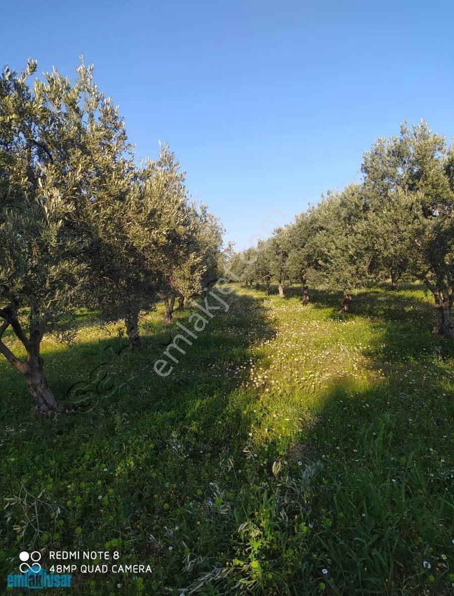 Akhisar Doğuca Resmi Yola Cepheli 2440 M2 Satılık Zeytinlik