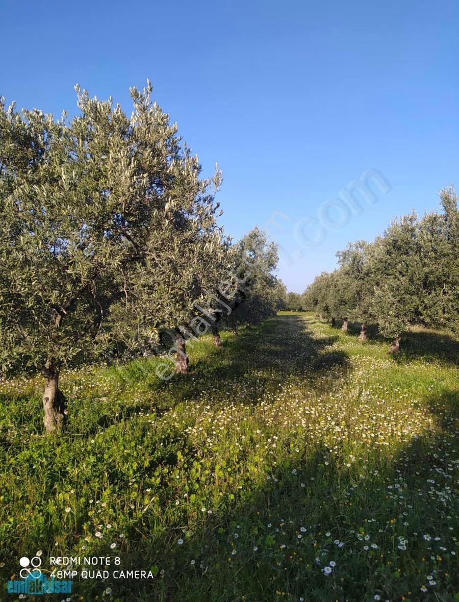 Akhisar Doğuca Resmi Yola Cepheli 2440 M2 Satılık Zeytinlik - Görsel 3