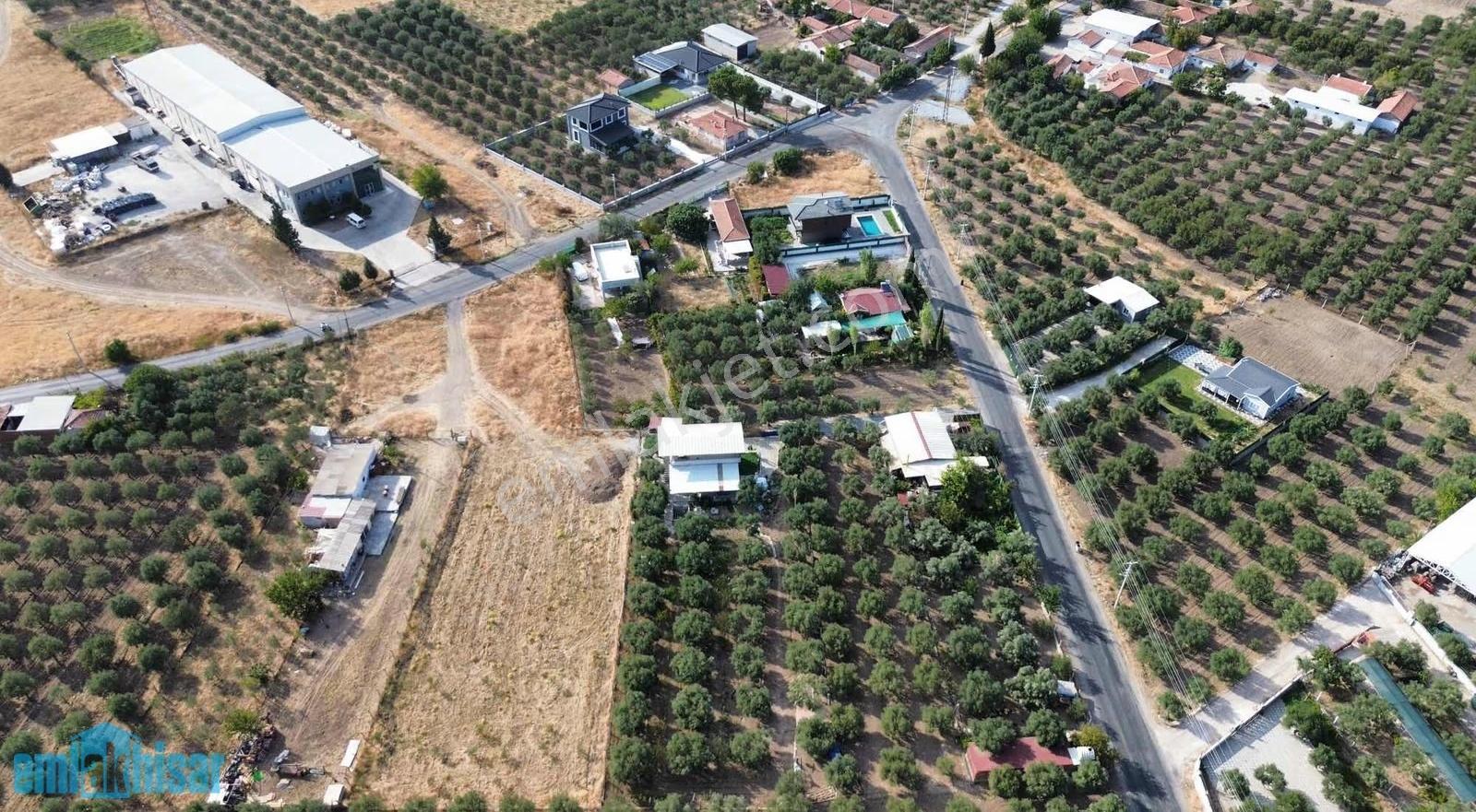 Akhisar Doğuca Elektrik,sulu, 2600 M2 Satılık Tek Tapu Zeytinlik - Görsel 6