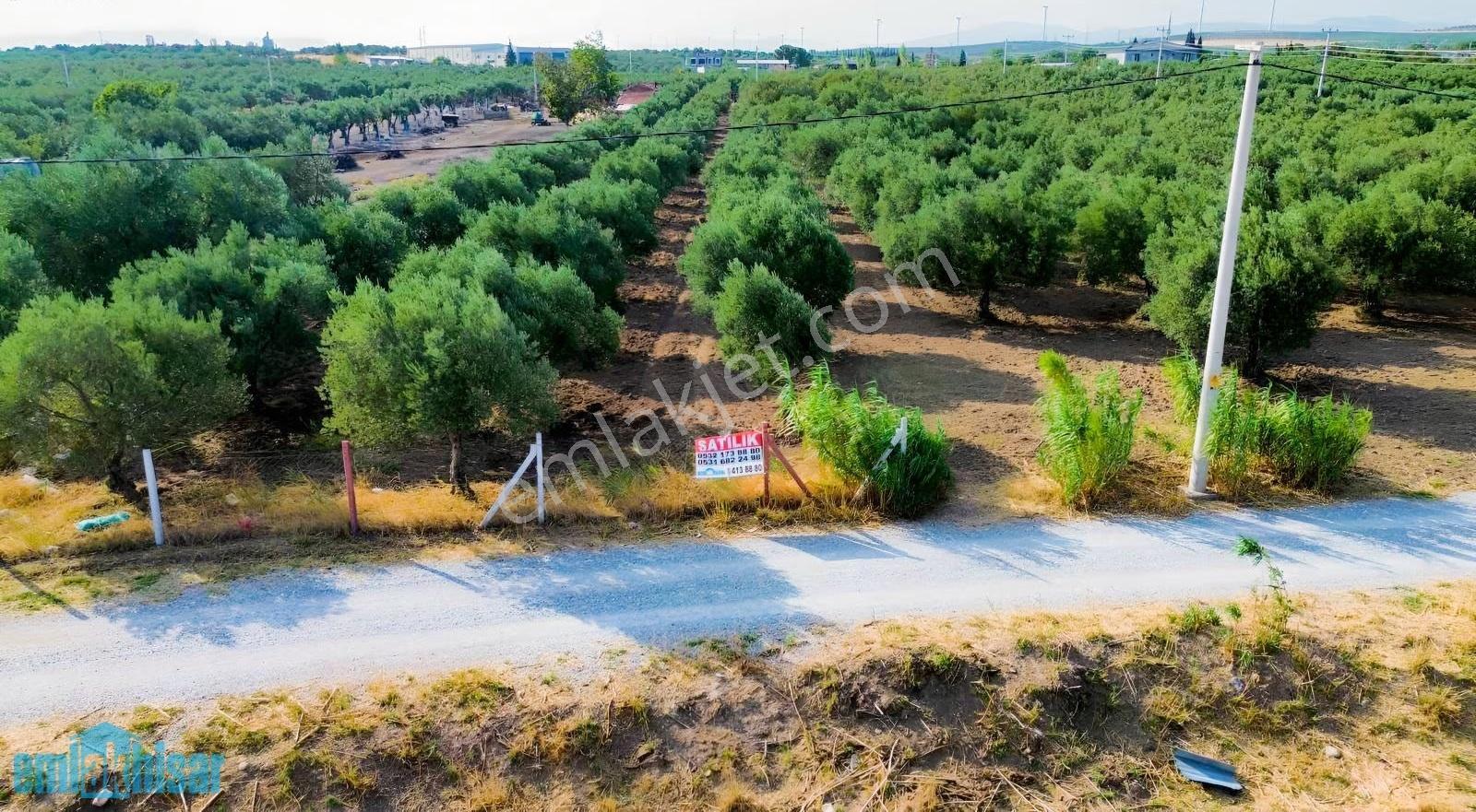 Akhisar Doğuca Elektrik,sulu, 2600 M2 Satılık Tek Tapu Zeytinlik - Görsel 3