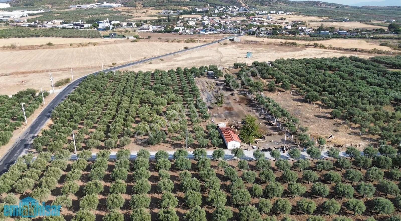 Akhisar Doğuca Elektrik,sulu, 2600 M2 Satılık Tek Tapu Zeytinlik - Görsel 8