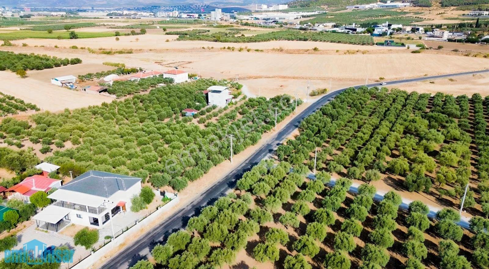 Akhisar Doğuca Elektrik,sulu, 2600 M2 Satılık Tek Tapu Zeytinlik - Görsel 7