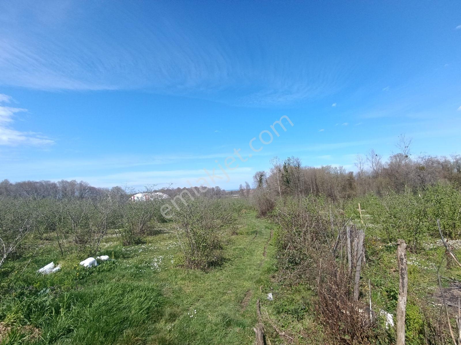 Trend Gayrimenkulden Terme Kozluk Da 4200m2 Arsa