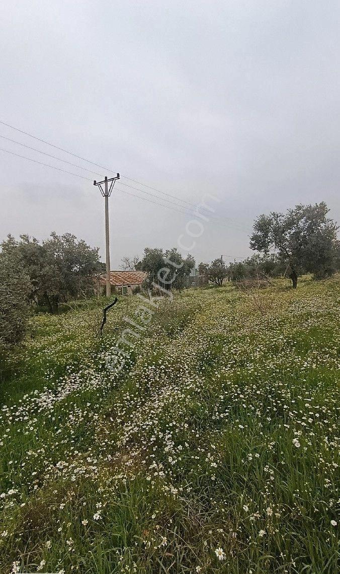 Manisa Turgutlu Yayla Mh 1210m2 Bahçe - Görsel 6