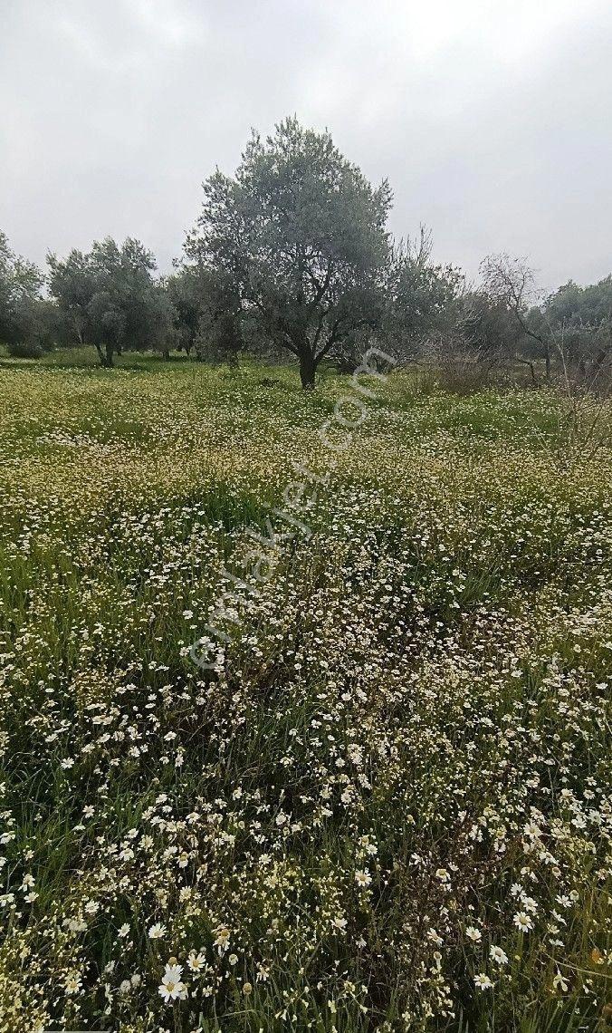 Manisa Turgutlu Yayla Mh 1210m2 Bahçe - Görsel 12