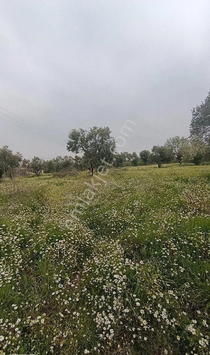 Manisa Turgutlu Yayla Mh 1210m2 Bahçe - Görsel 7