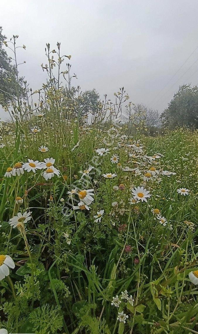 Manisa Turgutlu Yayla Mh 1210m2 Bahçe - Görsel 15