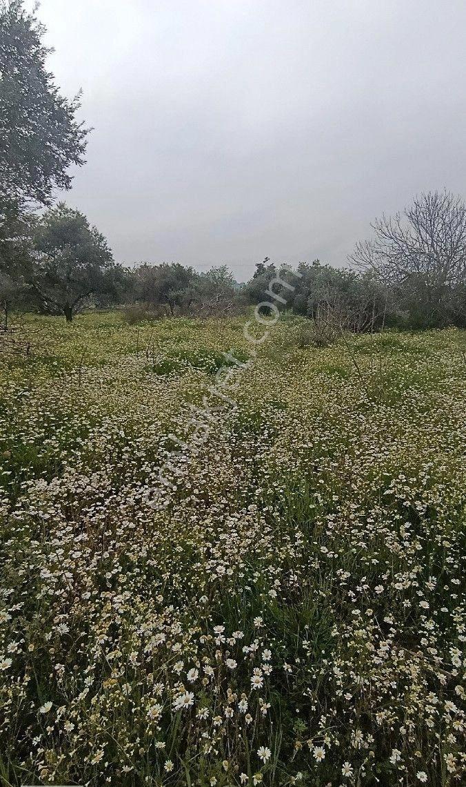 Manisa Turgutlu Yayla Mh 1210m2 Bahçe - Görsel 5