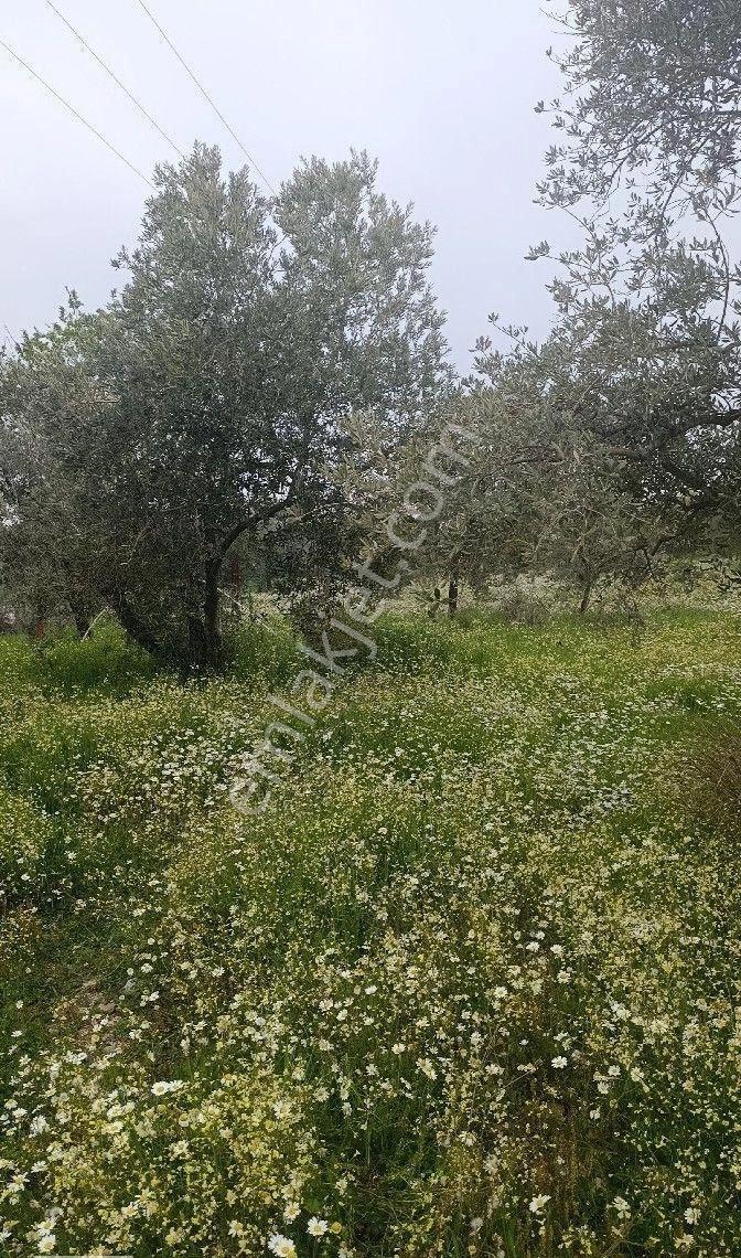Manisa Turgutlu Yayla Mh 1210m2 Bahçe - Görsel 10