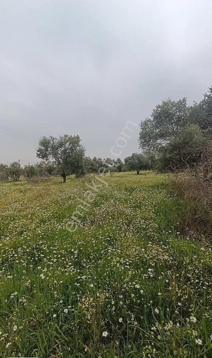 Manisa Turgutlu Yayla Mh 1210m2 Bahçe - Görsel 2