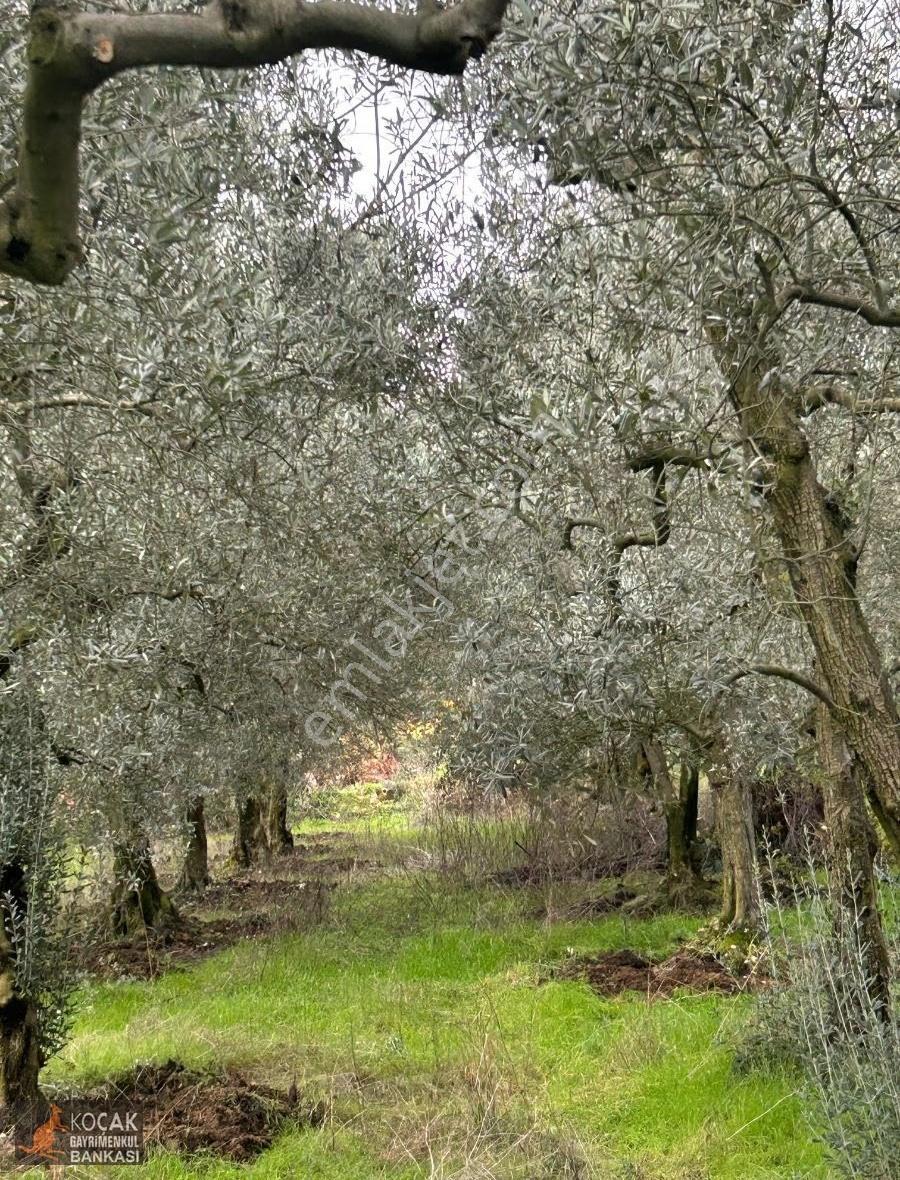 Derbent Mahallesinde Göl Gören Yolu Olan 462 M2 Satılık Bahçe . - Görsel 16
