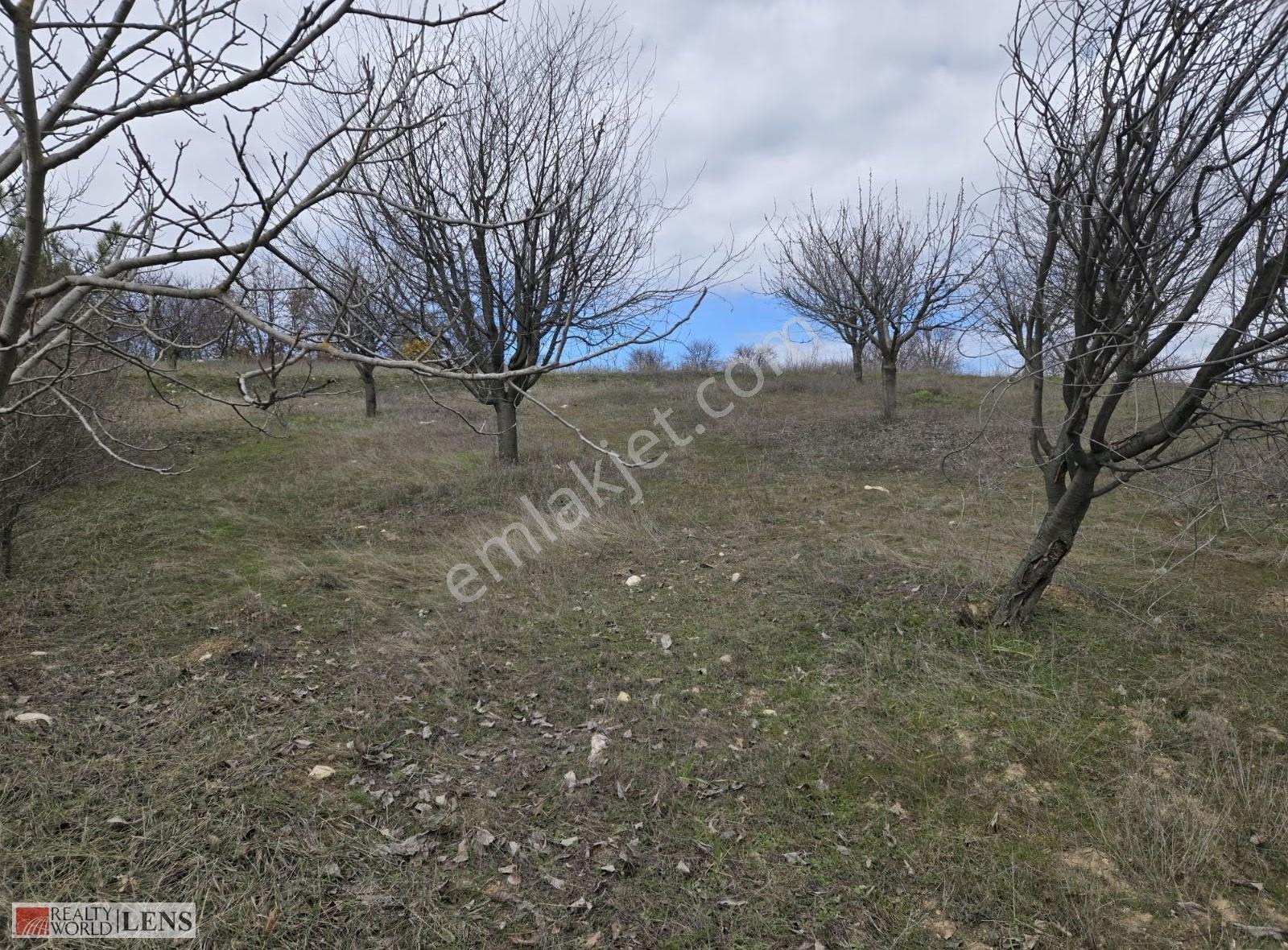 4.526 M² İçerisinde 100 Adet Vişne Kiraz Ağacı Bulunan Arazi!!! - Görsel 12