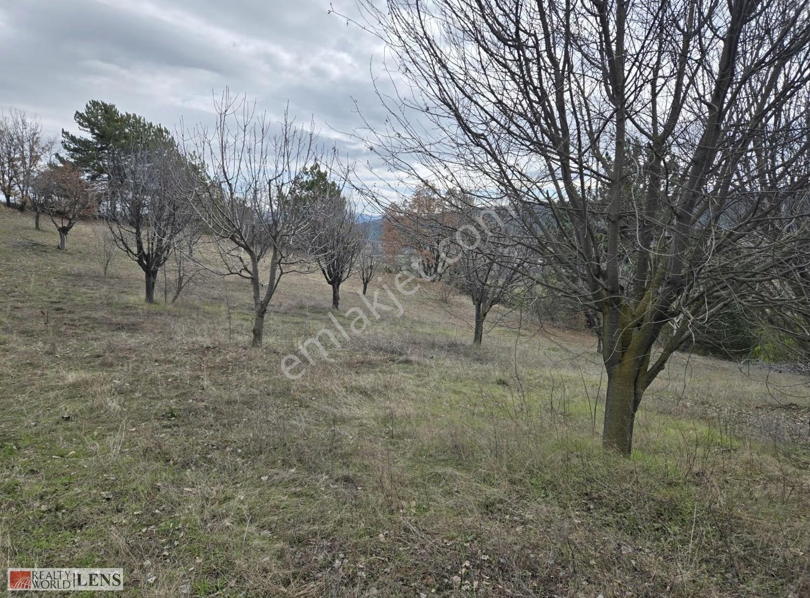 4.526 M² İçerisinde 100 Adet Vişne Kiraz Ağacı Bulunan Arazi!!! - Görsel 13