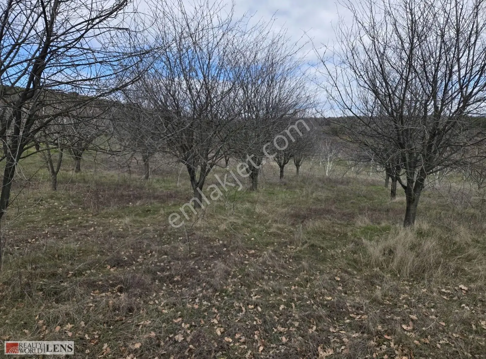 4.526 M² İçerisinde 100 Adet Vişne Kiraz Ağacı Bulunan Arazi!!!