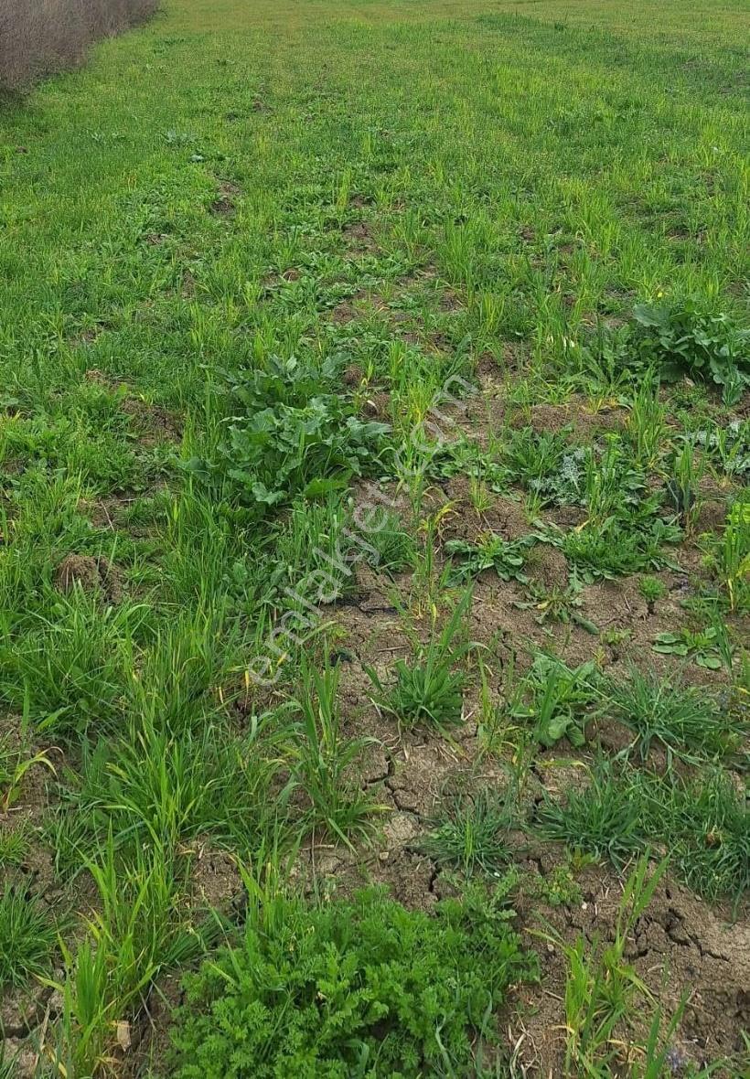 Oymapınar Mahallesinde Satılık Tektapu 7350 M² Tarla