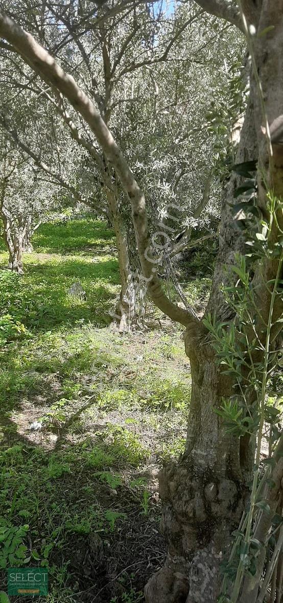 Marmaris Söğütte Denize 900m Tiny House Uygun Satılık Tarla - Görsel 6