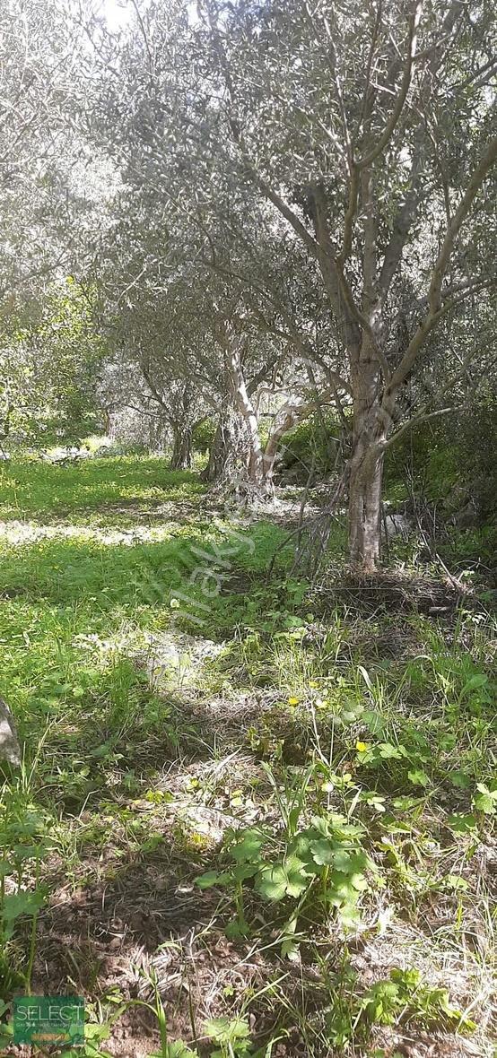Marmaris Söğütte Denize 900m Tiny House Uygun Satılık Tarla - Görsel 7