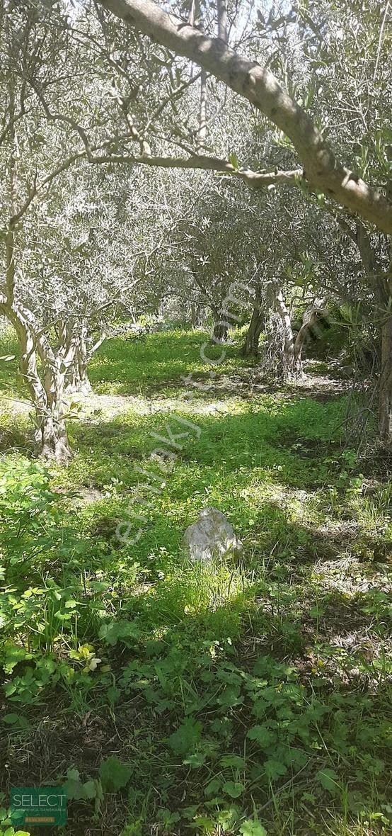 Marmaris Söğütte Denize 900m Tiny House Uygun Satılık Tarla - Görsel 3