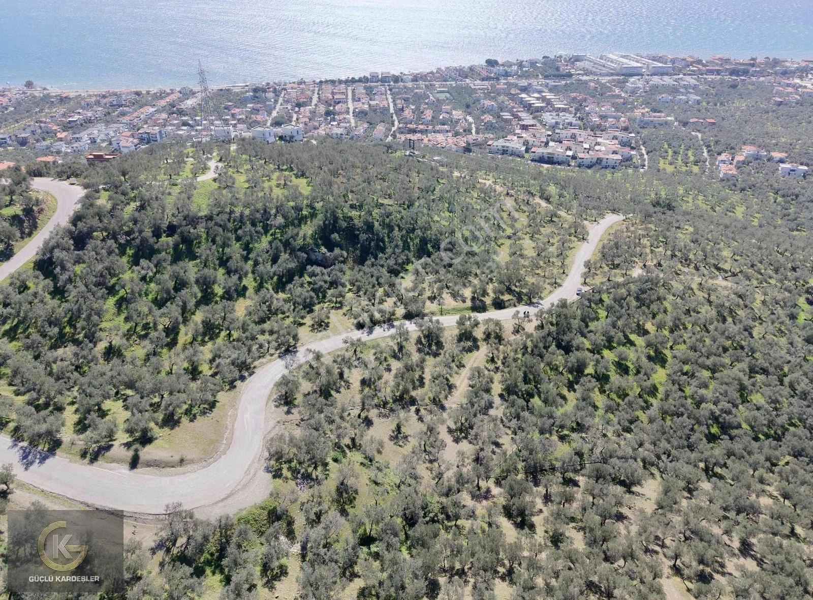 Tekyetki Güçlü Kardeşler Yola Cepheli Manzaralı Fırsat Zeytinlik - Görsel 3