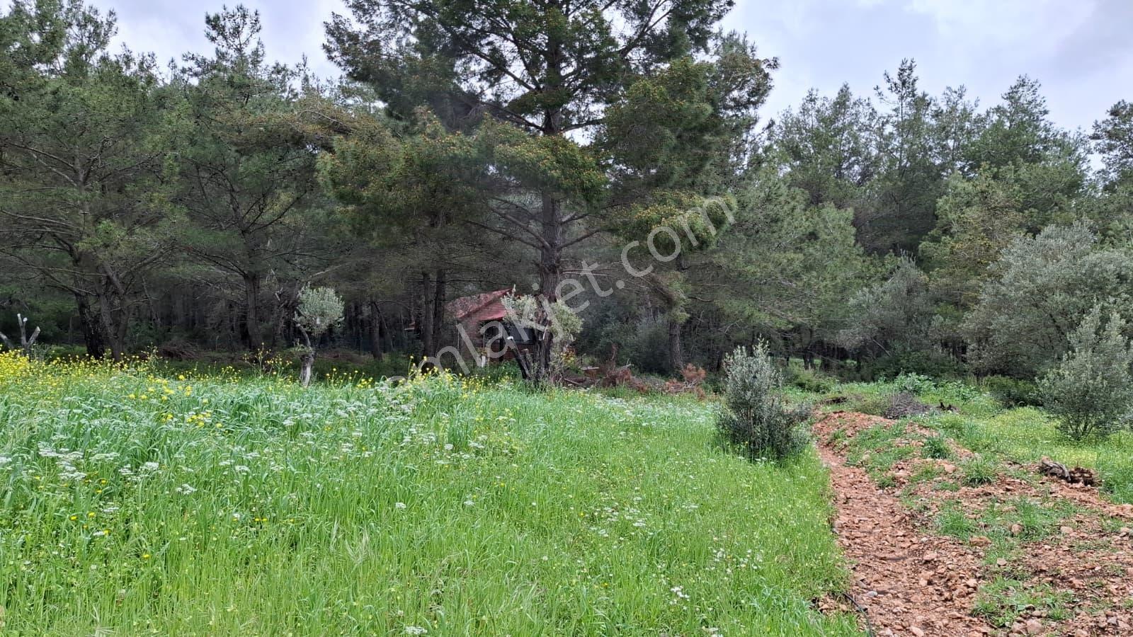 Acil Satılık Güvenlikli Sitede Elektrik Ve Suyu Olan Parsel - Görsel 7