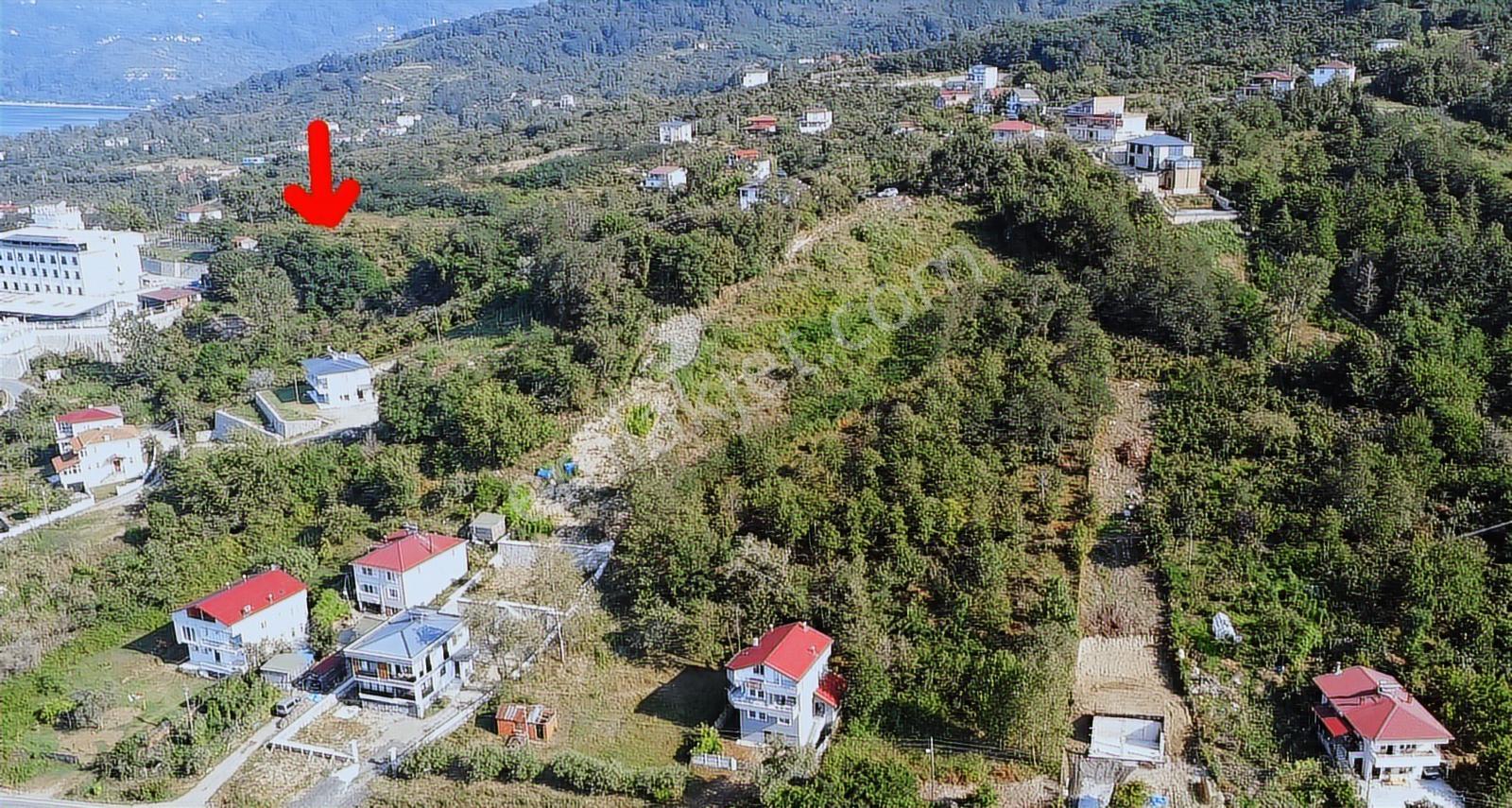 Perşembe Yason Burnunda Satılık 3.786 M2. Eğimsiz Bahçe. - Görsel 7
