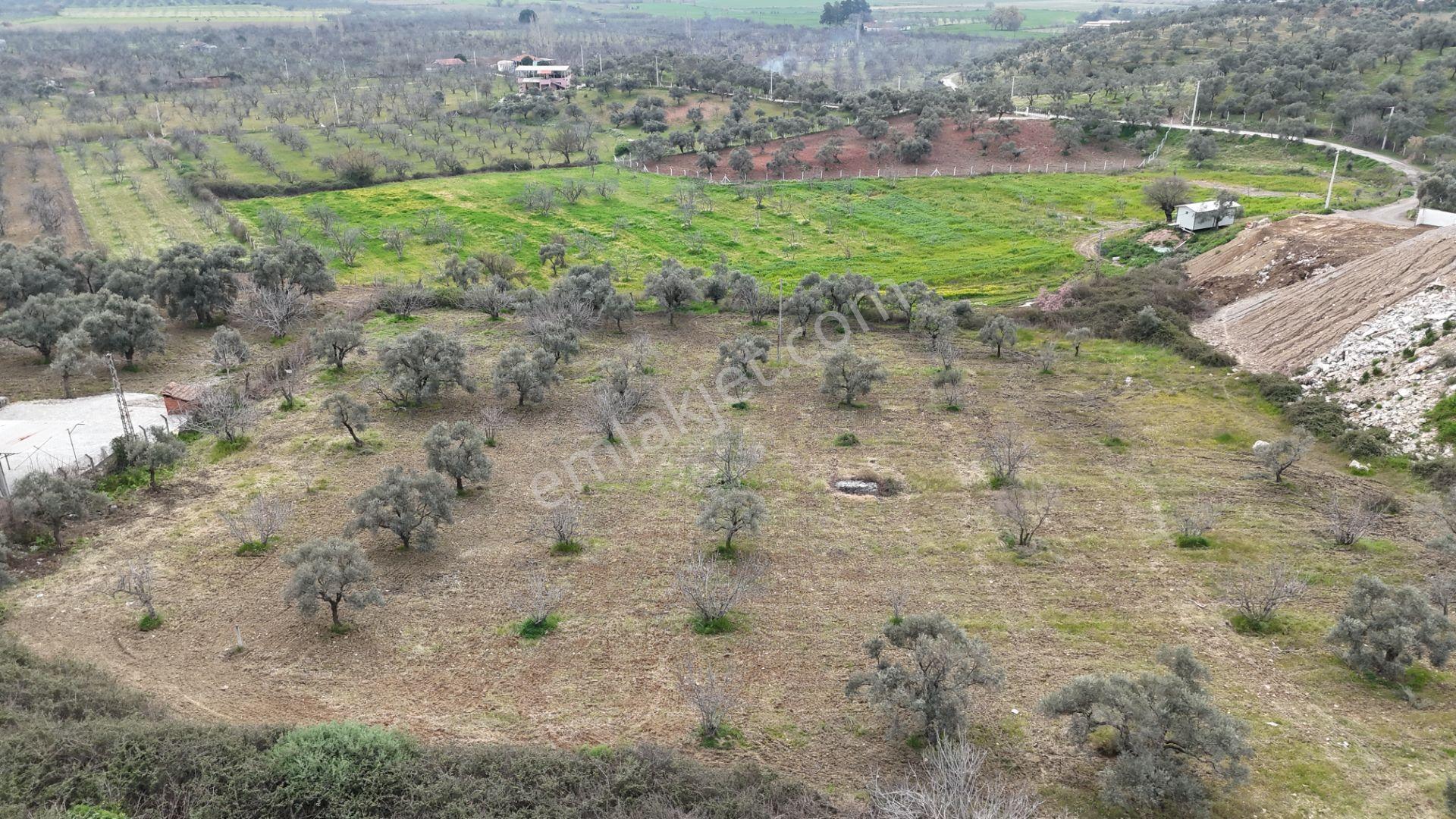 Ortaklar'da Izmır Yolu Üzerınde Satılık Incır Ve Zeytın Bahçesı