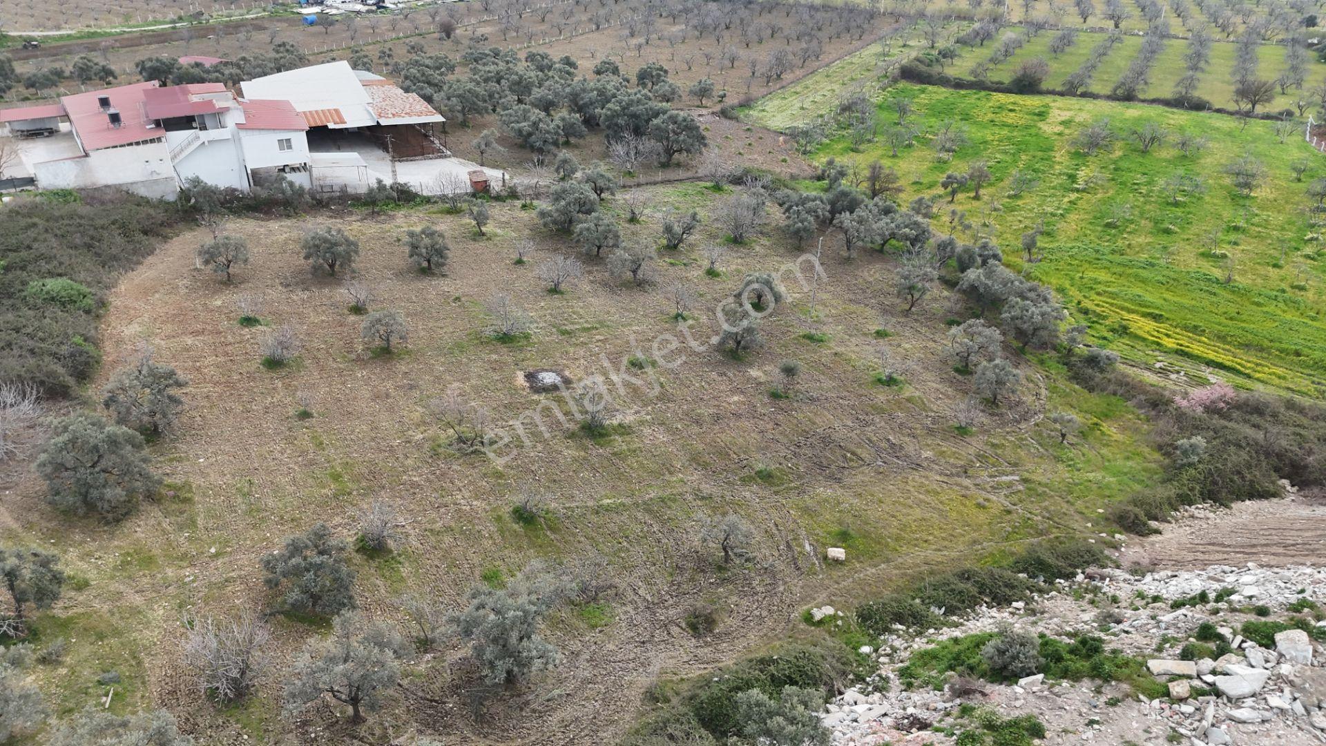 Ortaklar'da Izmır Yolu Üzerınde Satılık Incır Ve Zeytın Bahçesı - Görsel 4