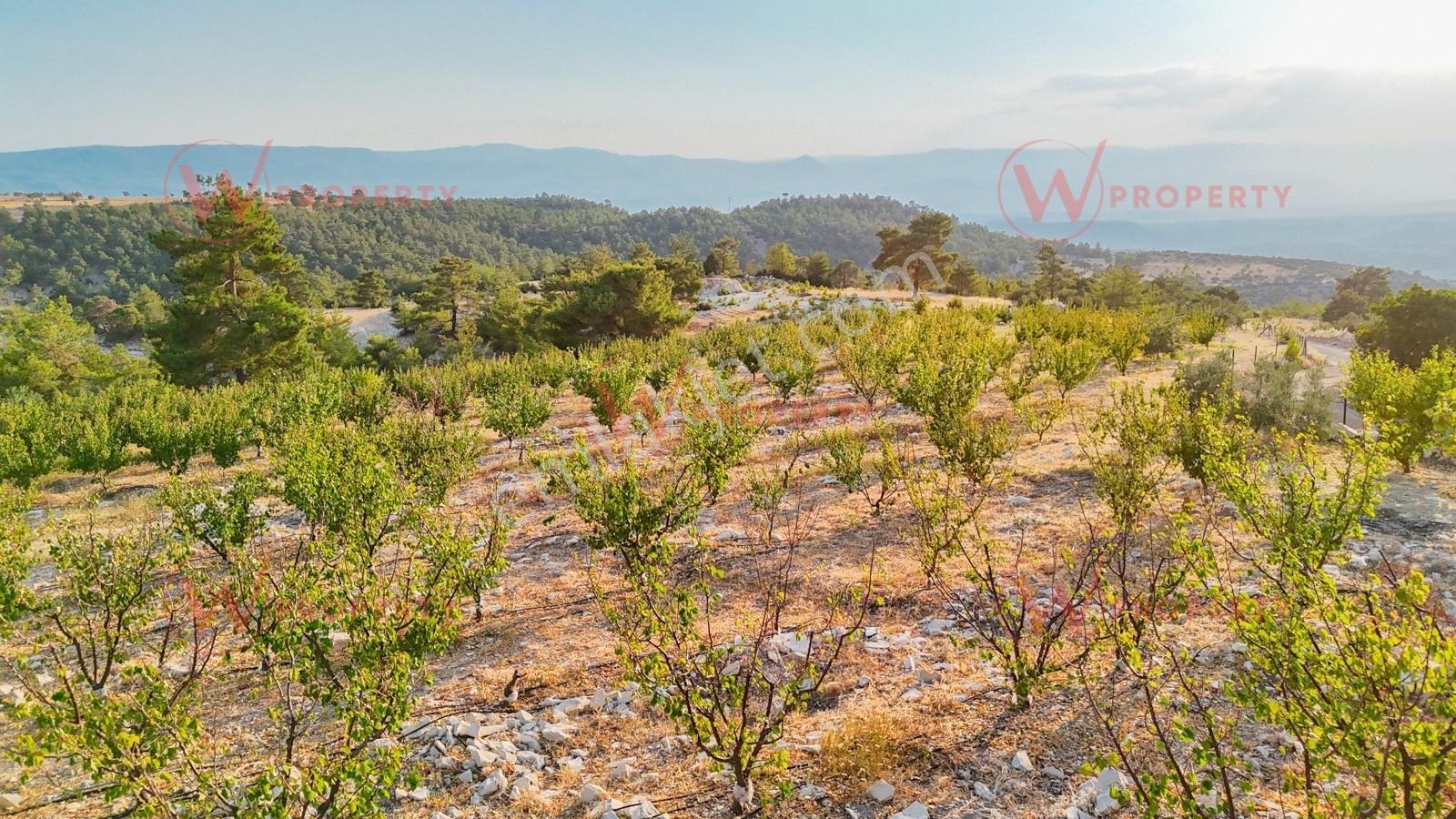 W Property Mut Kürkçü'de Takas'a Açık 90 Dönüm Kayısı Bahçesi - Görsel 21