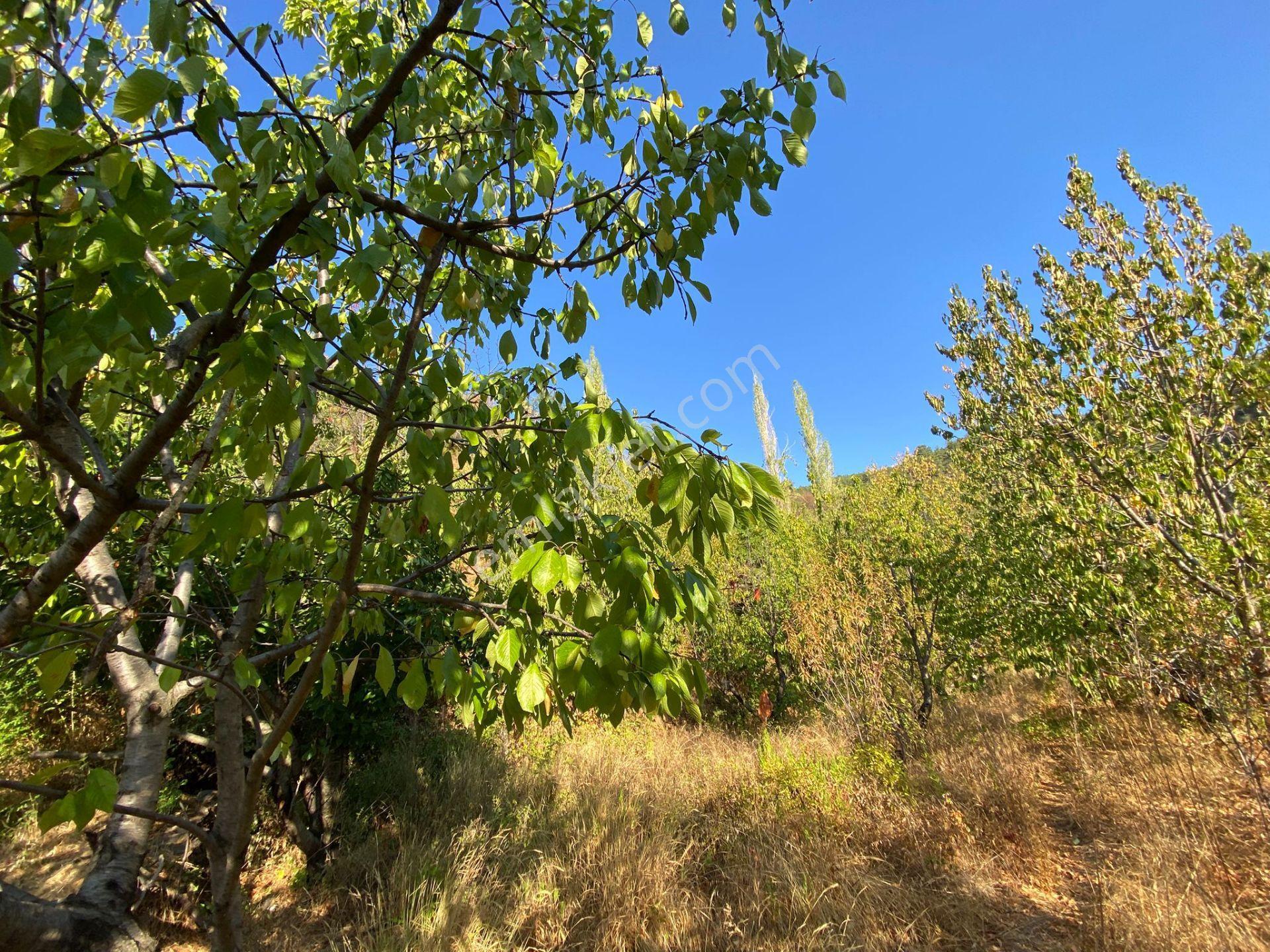 Mersin Anamur Karaçukur Satılık Tarla(fiyatı Düşürdük) - Görsel 11