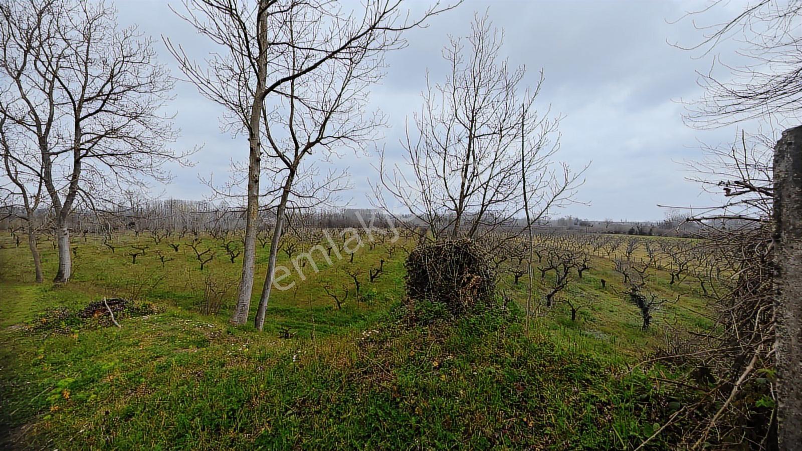 Samsun Çarşamba Hacılıçay Da 200 Ağaçlık Verimli Şeftali Bahçesi - Görsel 7