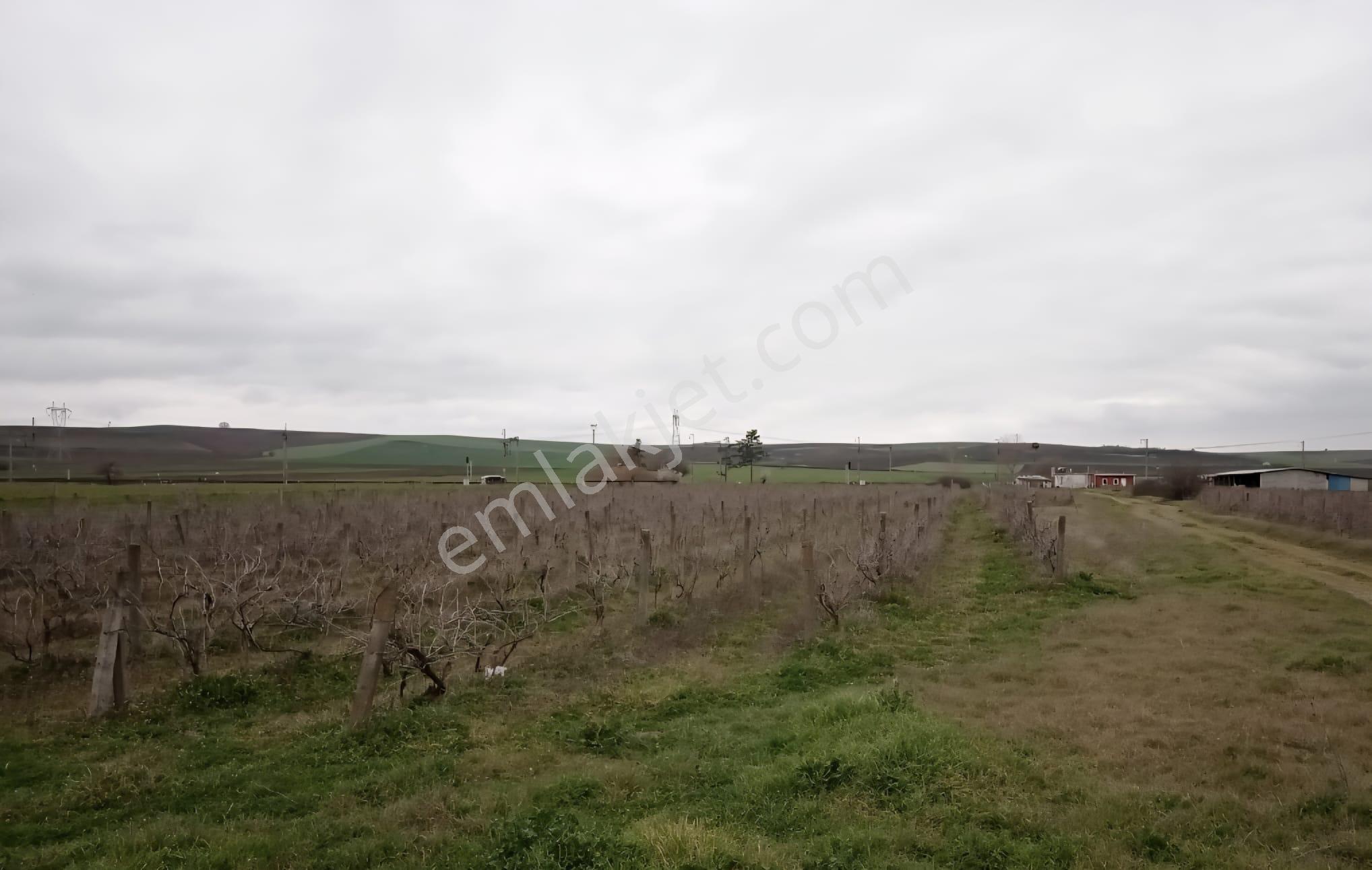 Lüleburgaz-kayabeyli Köyü Satılık 18.400 M2 Bağ-bahçe Ve Bağ Evi - Görsel 7