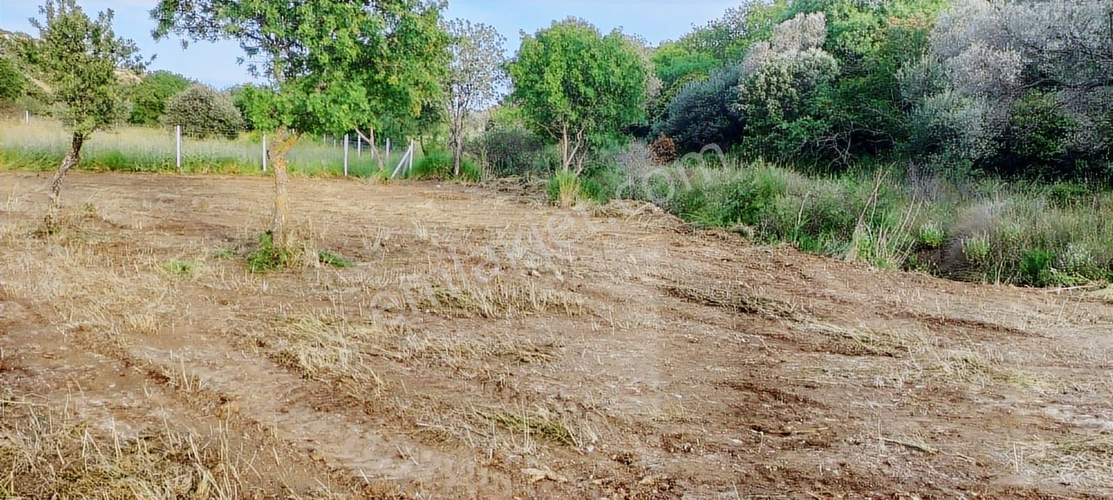 Foça Bağarasında Satılık Tarla - Görsel 2