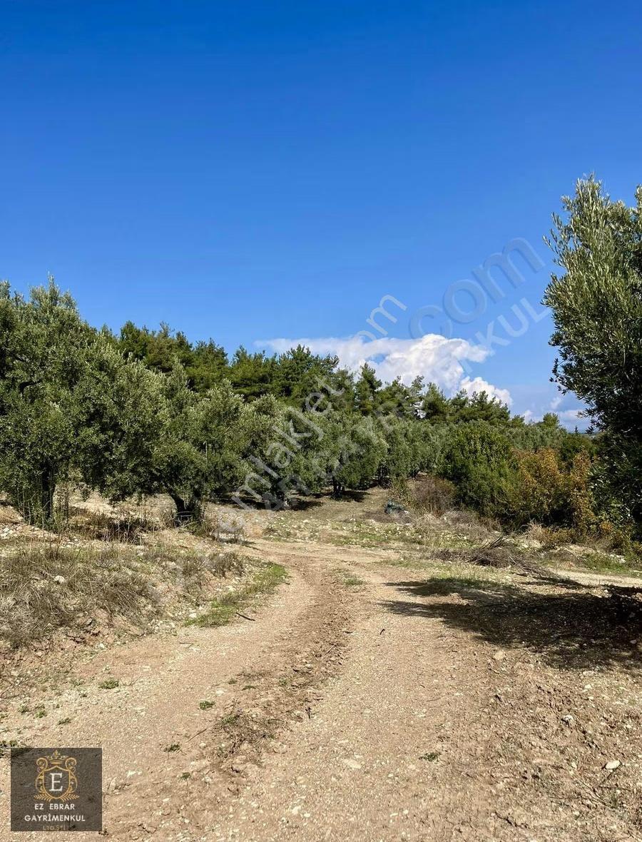 Mudanya Çepnide 6000m2 Satılık Deniz Manzaralı Zeytinlik - Görsel 5