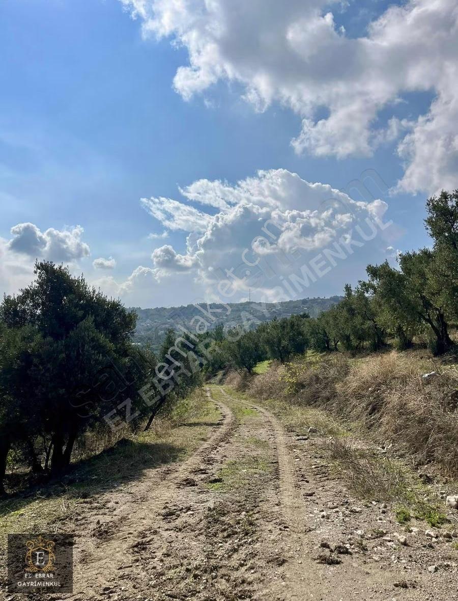 Mudanya Çepnide 6000m2 Satılık Deniz Manzaralı Zeytinlik - Görsel 7