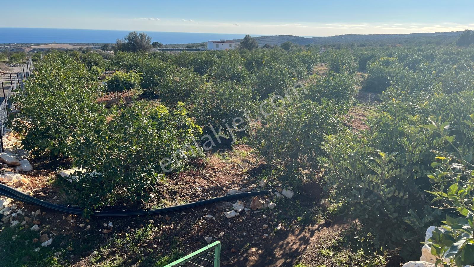 Erdemli Ayaş Mahallesinde Satılık Bakımlı Limon Bahçesi