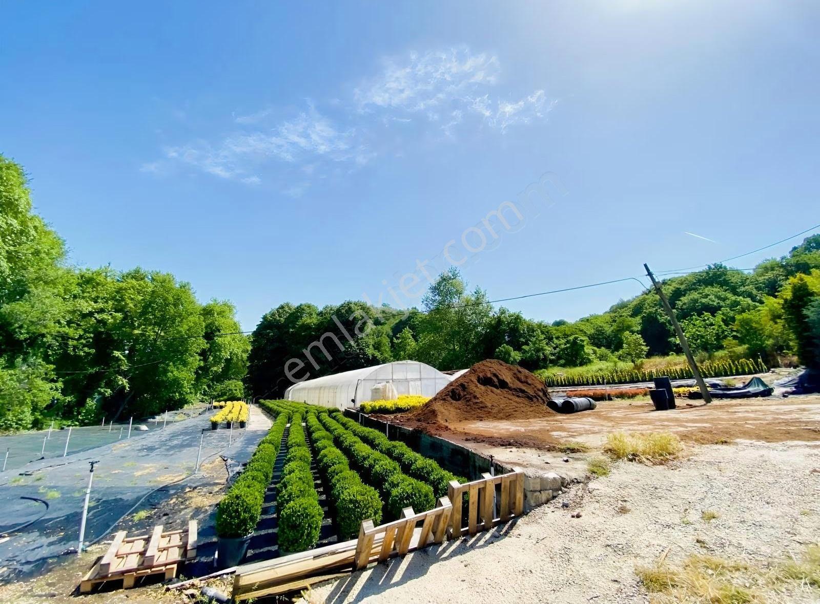 Yalova Kirazlıda İmarın Dibinde 7300 M2 Satılık Tarla
