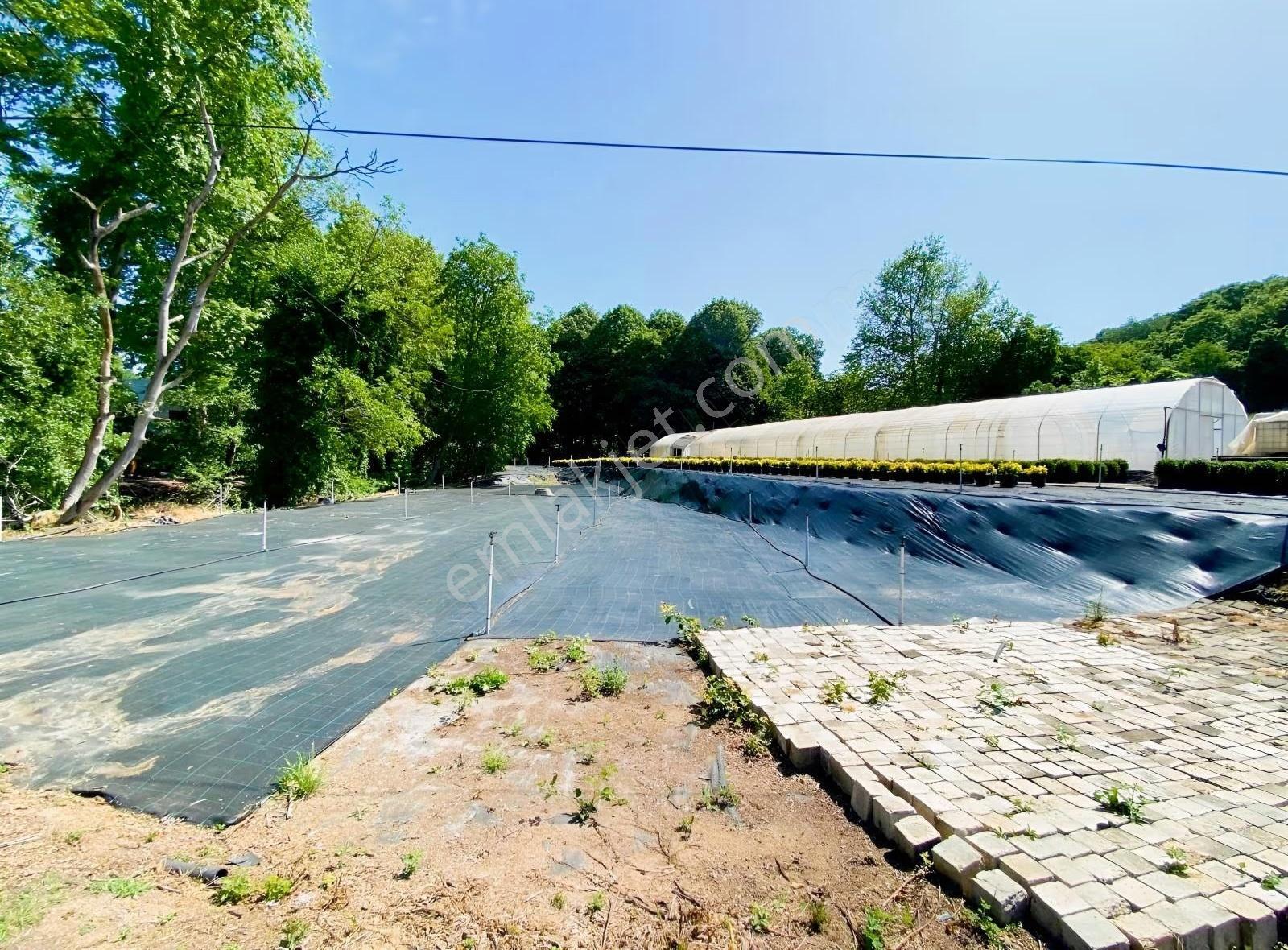 Yalova Kirazlıda İmarın Dibinde 7300 M2 Satılık Tarla - Görsel 4