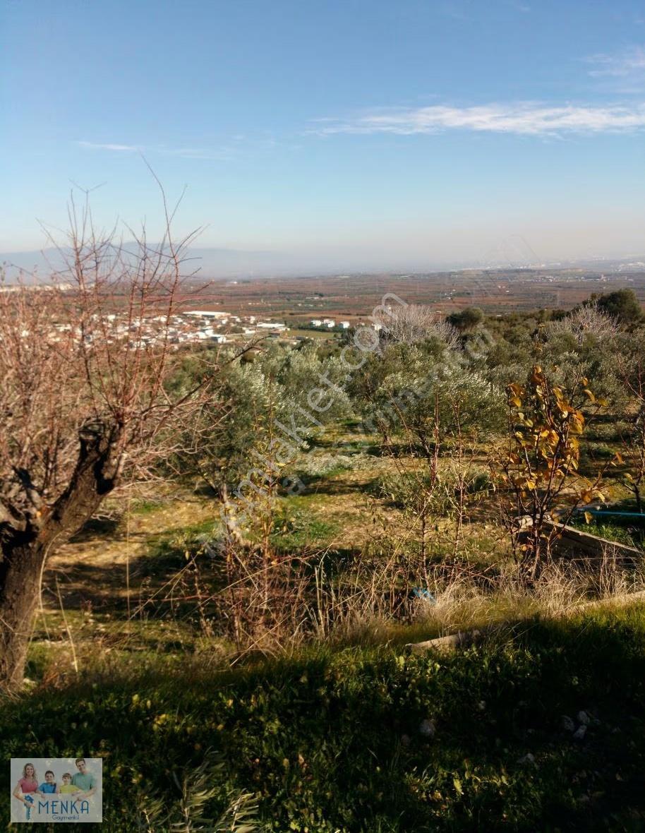 Köye Yakın Doğa Manzaralı Havadar Zeytinlik - Görsel 5